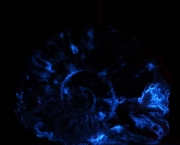 Como Funciona O Luminol (1)