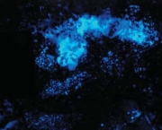 Como Funciona O Luminol (10)