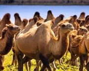 como-os-camelos-armazenam-agua-1