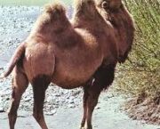 como-os-camelos-armazenam-agua-2
