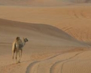 como-os-camelos-armazenam-agua-3