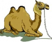 como-os-camelos-armazenam-agua-5