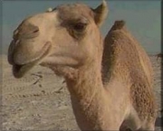 como-os-camelos-armazenam-agua-6