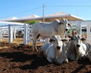 Como Transportar Animais de Pecuaria (1).jpg