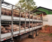 Como Transportar Animais de Pecuaria (3).jpg