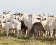 Como Transportar Animais de Pecuaria (4).jpg