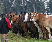 Como Transportar Animais de Pecuaria (6).jpg