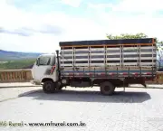 Como Transportar Animais de Pecuaria (7).jpg