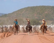 Como Transportar Animais de Pecuaria (11).jpg