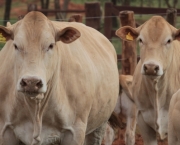 Como Transportar Animais de Pecuaria (14).JPG