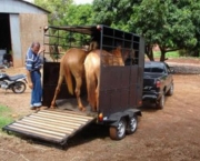 Como Transportar Animais de Pecuaria (19).jpg