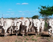 Como Transportar Animais de Pecuaria (21).jpg