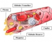 composicao-do-sangue-1
