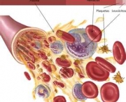 composicao-do-sangue-10