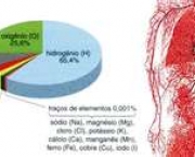 composicao-do-sangue-11