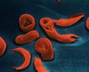 composicao-do-sangue-12