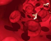 composicao-do-sangue-15