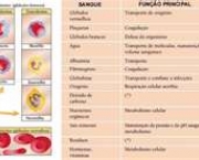 composicao-do-sangue-3