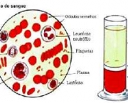 composicao-do-sangue-4