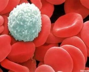 composicao-do-sangue-6
