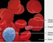 composicao-do-sangue-9