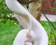 Curiosidades Sobre as Cobras (7)