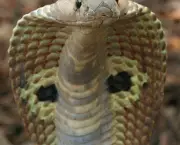 Curiosidades Sobre as Cobras (8)