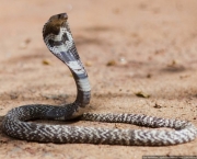 Curiosidades Sobre as Cobras (11)