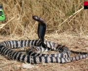 Curiosidades Sobre as Cobras (13)