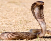 Curiosidades Sobre as Cobras (14)