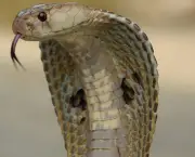 Curiosidades Sobre as Cobras (16)