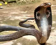 Curiosidades Sobre as Cobras (17)