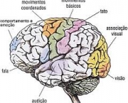 curiosidades-sobre-funcoes-cerebrais-1