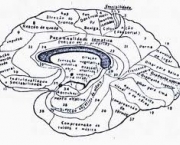 curiosidades-sobre-funcoes-cerebrais-2