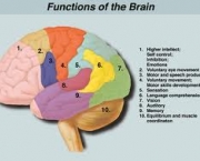 curiosidades-sobre-funcoes-cerebrais-3