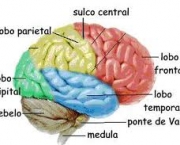 curiosidades-sobre-funcoes-cerebrais-4