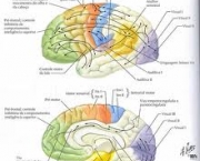 curiosidades-sobre-funcoes-cerebrais-5