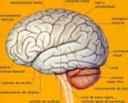 curiosidades-sobre-funcoes-cerebrais-6