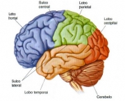 curiosidades-sobre-o-corpo-humano-3