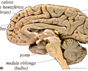 curiosidades-sobre-o-corpo-humano-6