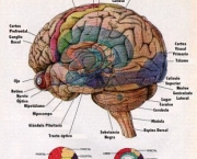 curiosidades-sobre-o-corpo-humano-8