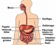 curiosidades-sobre-o-corpo-humano-1