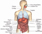 curiosidades-sobre-o-corpo-humano-2