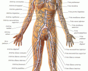 curiosidades-sobre-o-corpo-humano-4