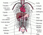 curiosidades-sobre-o-corpo-humano-6