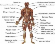 curiosidades-sobre-o-corpo-humano-7