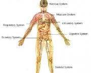 curiosidades-sobre-o-corpo-humano-8