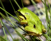 curiosidades-sobre-anfibios-4