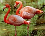 Curiosidades Sobre os Flamingos (1)