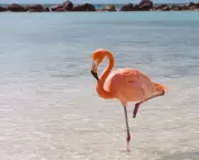 Curiosidades Sobre os Flamingos (2)